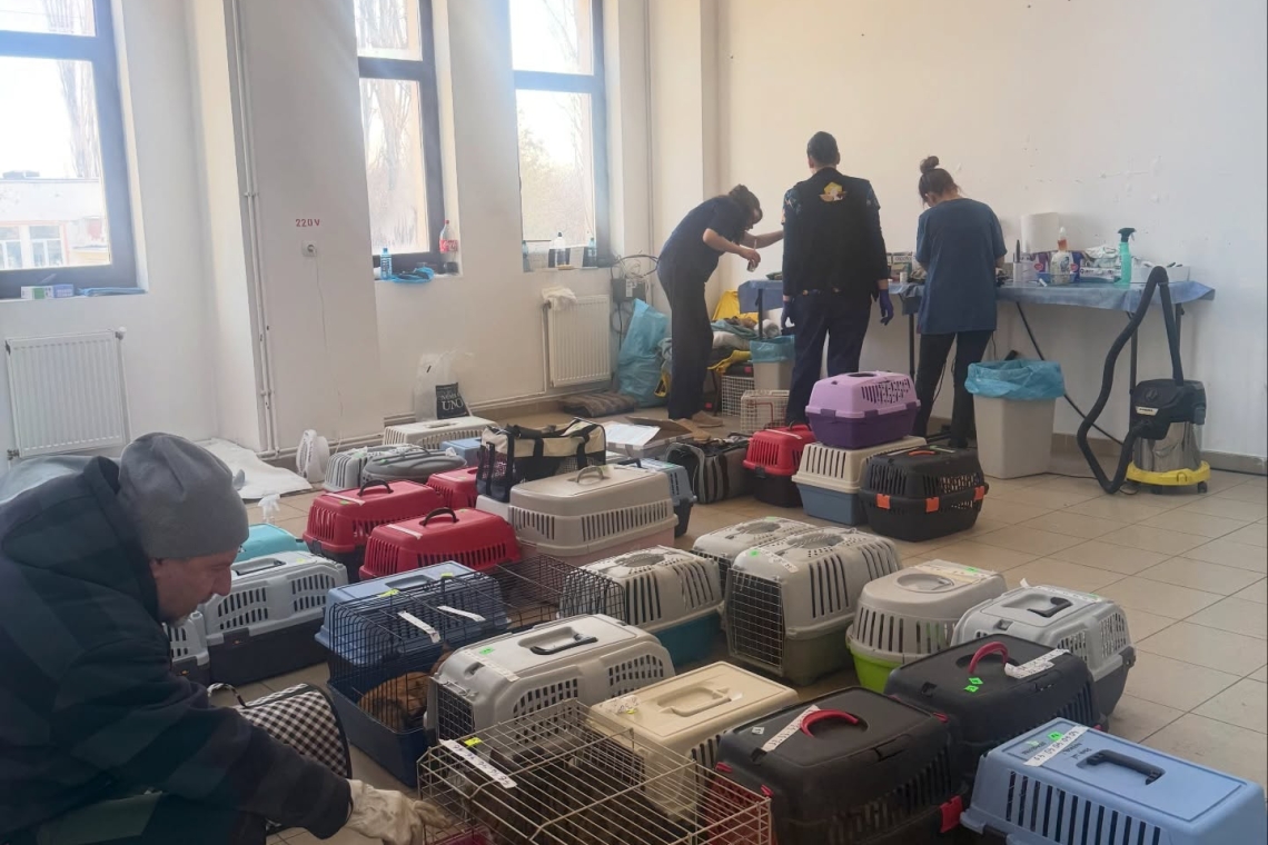 260 de animăluțe, sterilizate la Ploiești, în prima campanie gratuită din acest an