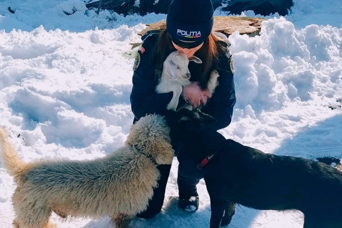 IPJ Prahova, apel la responsabilitate pentru protejarea animalelor în sezonul rece