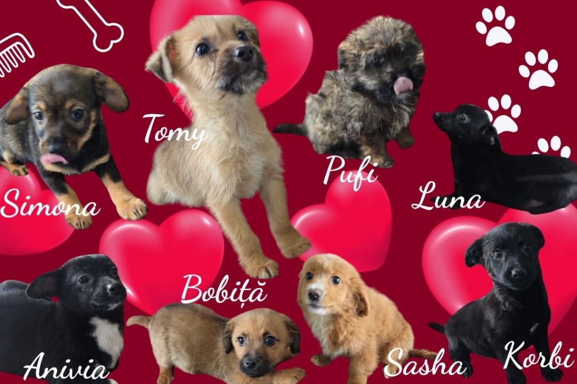 Campanie la Ploiești: „Adoptă iubirea” – șansă la un cămin pentru câinii abandonați