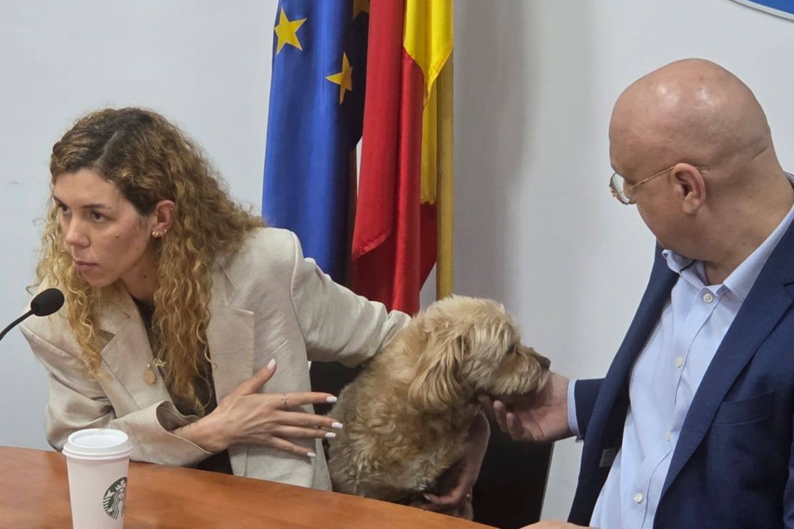 Prefectul județului Prahova trage un semnal de alarmă privind câinii fără stăpân - soluțiile reale sunt sterilizarea, microciparea, controalele și aplicarea legii