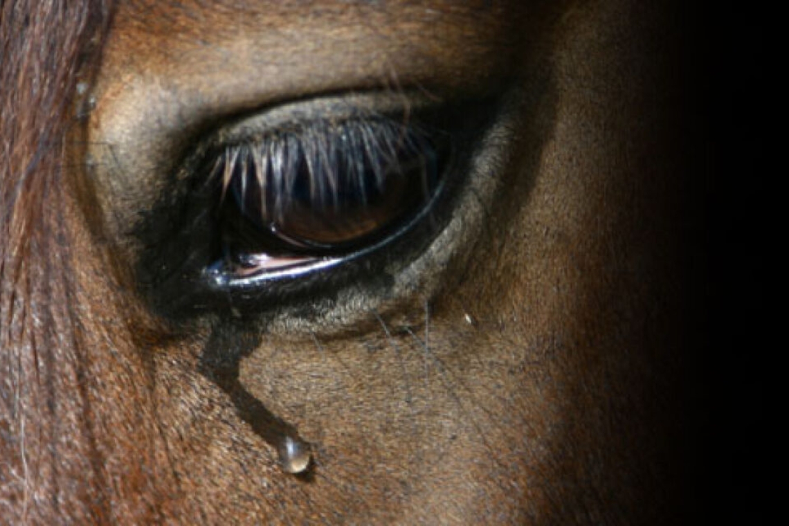 Cal chinuit la Plopeni Sat. Proprietarul, amendat de polițiști