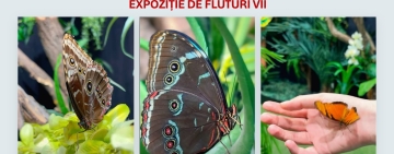 Magia metamorfozei fluturilor! Expoziția „COCON” revine la Muzeul Național de Istorie Naturală „Grigore Antipa”