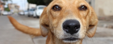 Alte cinci persoane, urmărite penal în dosarul câinilor uciși în adăposturi