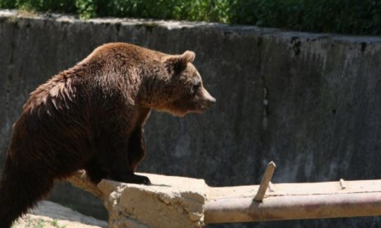 Urs în miezul zilei, pe o stradă din Comarnic 
