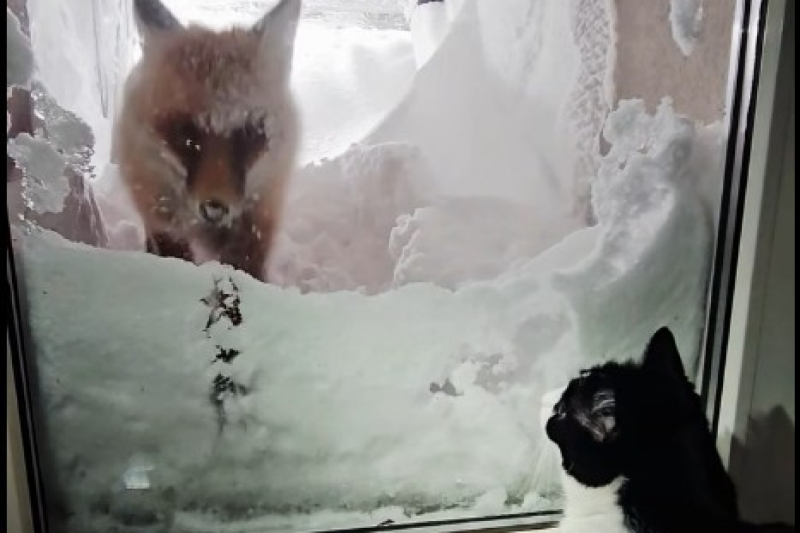 Cine se ocupă de deszăpezire la stația meteo de la Vârful Omu
