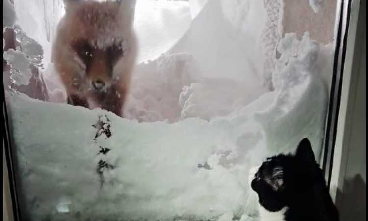 Cine se ocupă de deszăpezire la stația meteo de la Vârful Omu