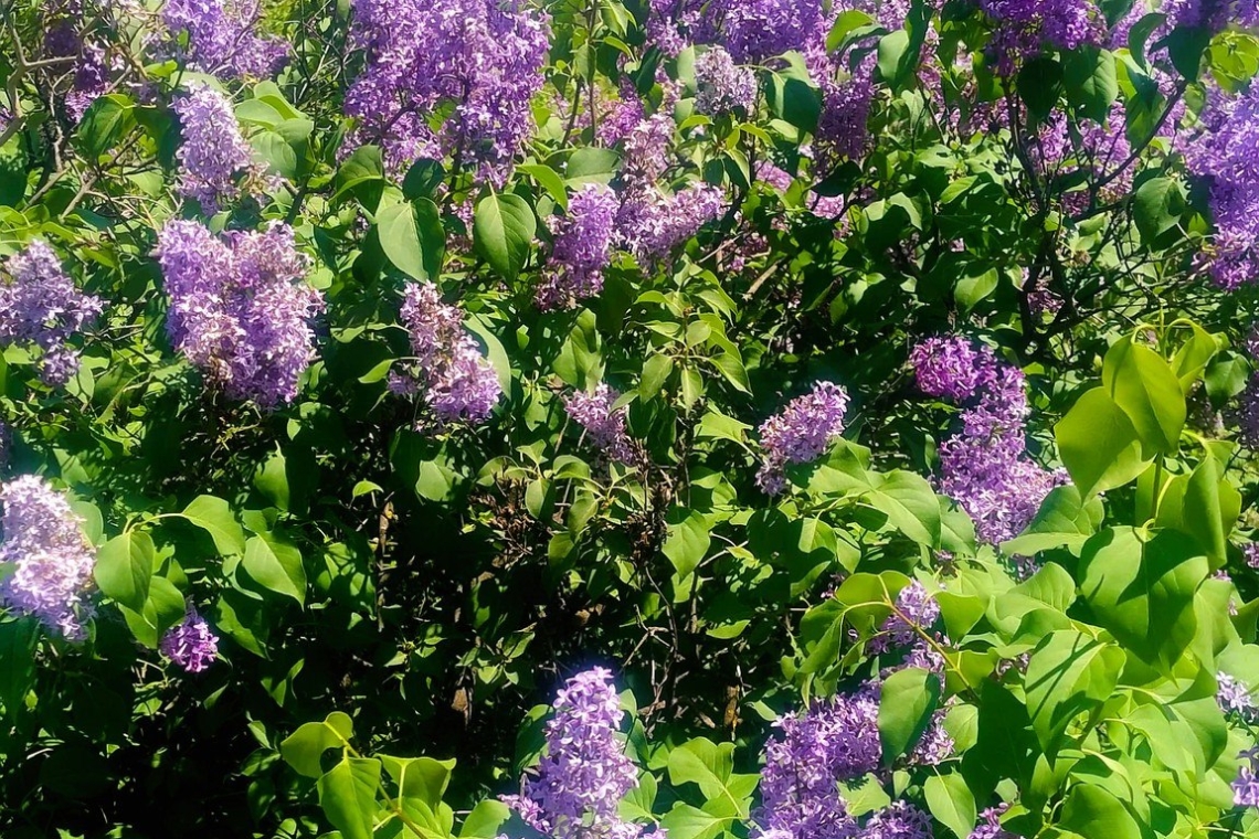 Spectacol de culoare și parfum de primăvară la „Dealul cu lilieci” din Cernătești