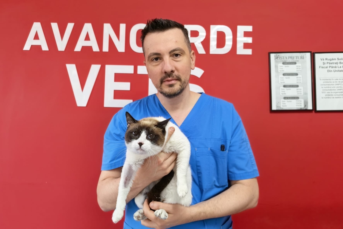 Bella, pisicuța salvată de mâinile de aur ale echipei de la Avangarde Vets din Ploiești