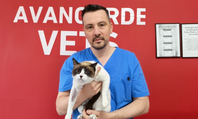 Bella, pisicuța salvată de mâinile de aur ale echipei de la Avangarde Vets din Ploiești