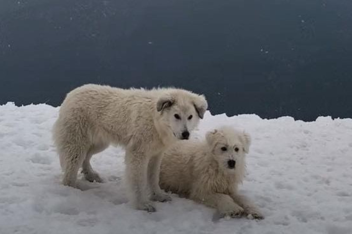 Cățeii „munteni” rămași după încheierea sezonului pe domeniul schiabil din Sinaia își caută o familie