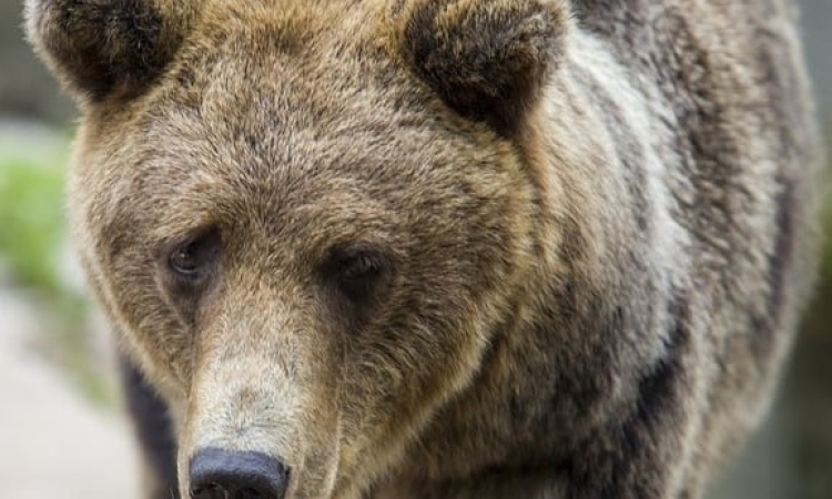 Urs observat în zona Moara Domnească. Primăria Râfov îi avertizează pe localnici să evite pădurile și să anunțe prezența animalului la 112