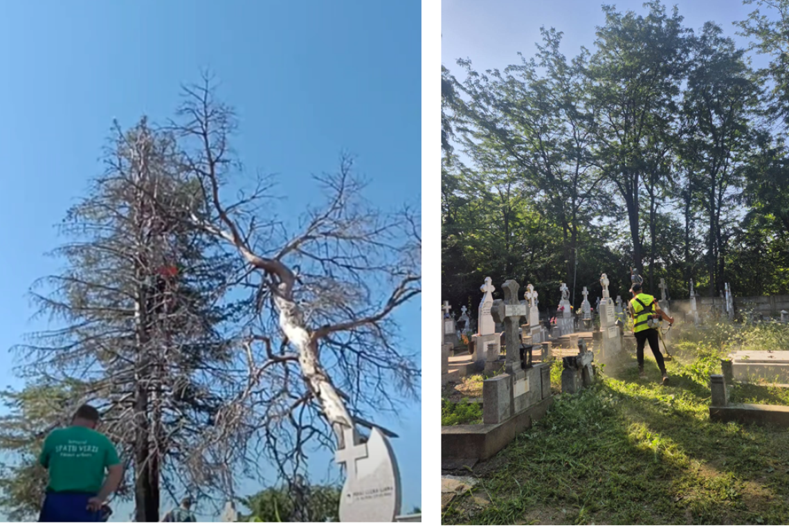 Intervenții în cimitirele din Ploiești. SGU îndepărtează arborii periculoși pentru a proteja monumentele funerare