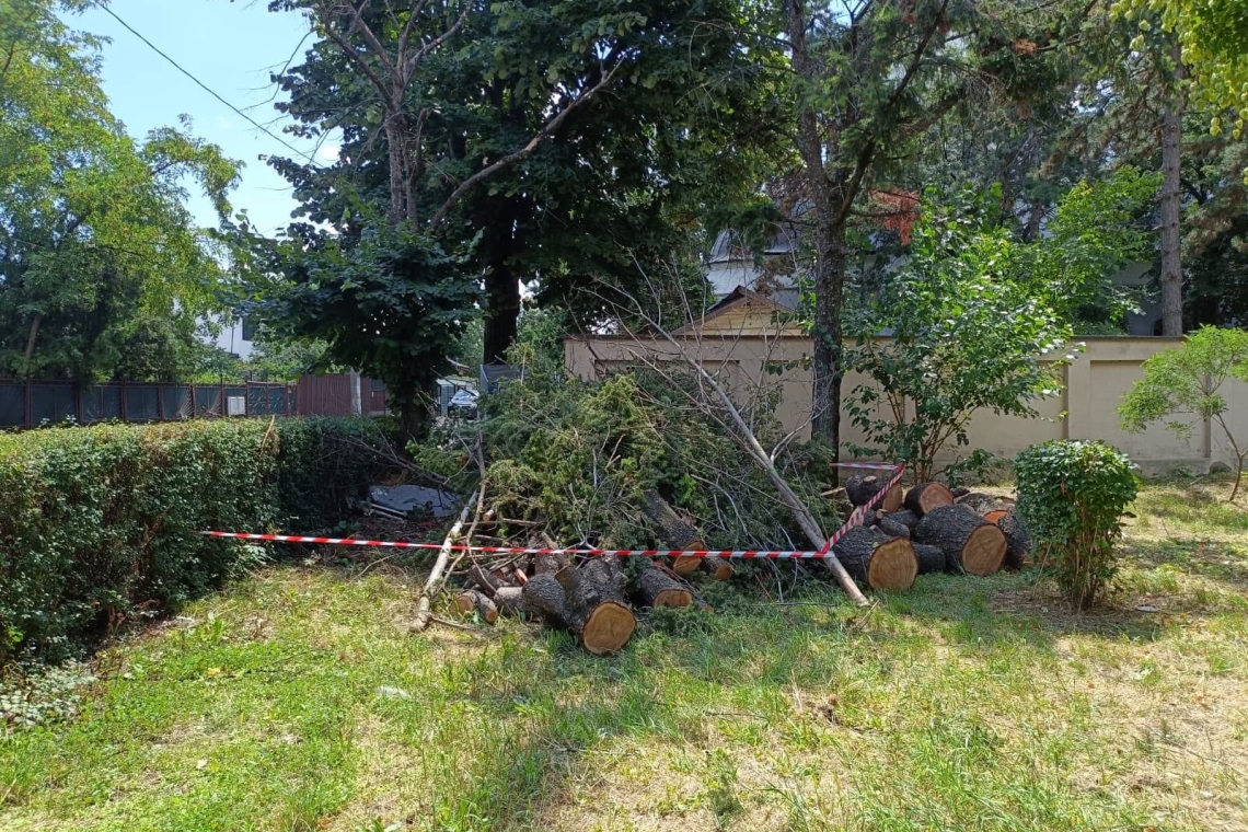 SGU Ploiești anunță un program amplu pentru eliminarea tuturor arborilor uscați de pe domeniul public, până la sfârșitul anului