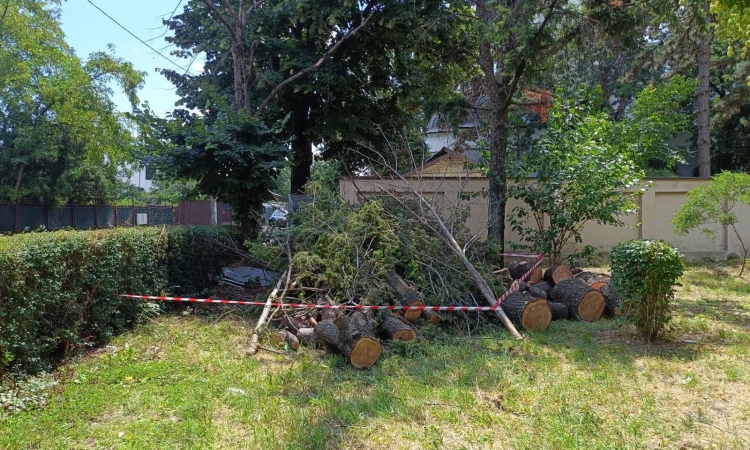 SGU Ploiești anunță un program amplu pentru eliminarea tuturor arborilor uscați de pe domeniul public, până la sfârșitul anului