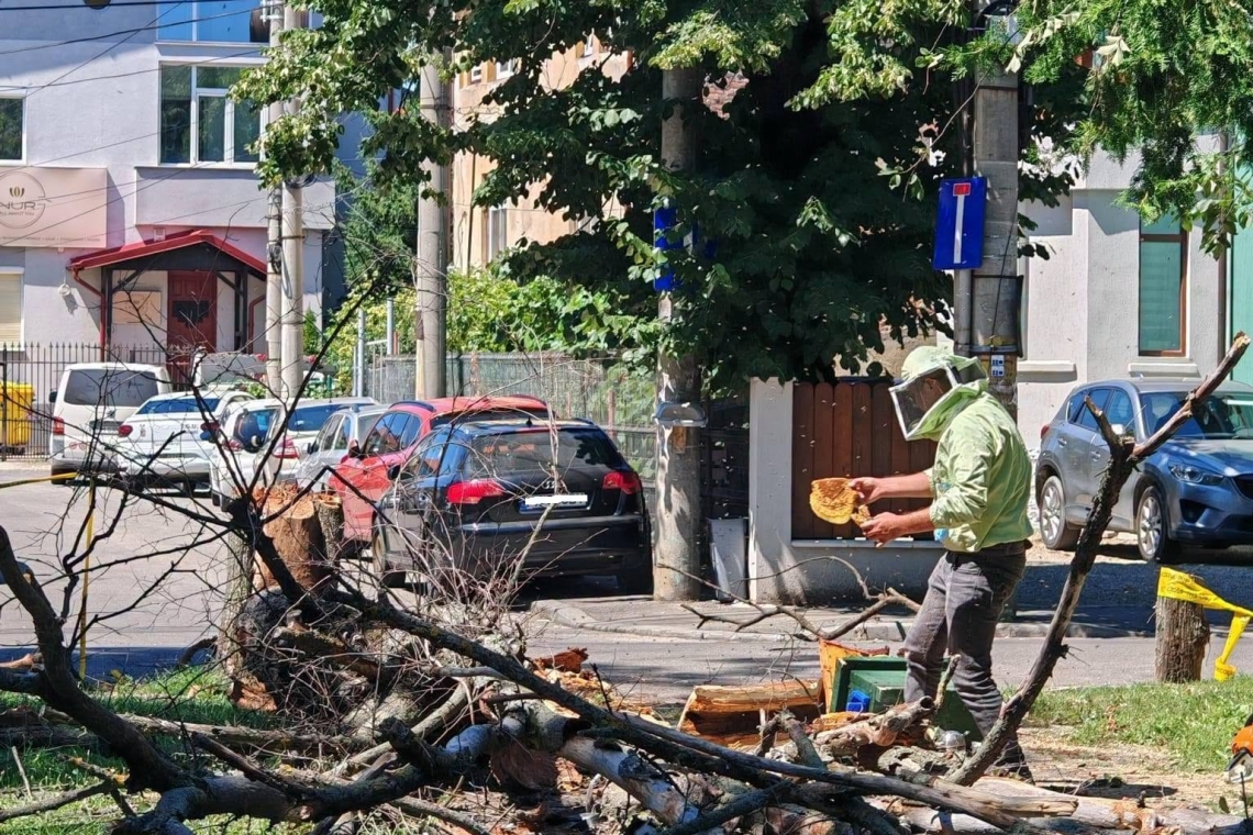 O intervenție de rutină a angajaților SGU Ploiești s-a transformat într-o misiune de salvare a unui roi de albine