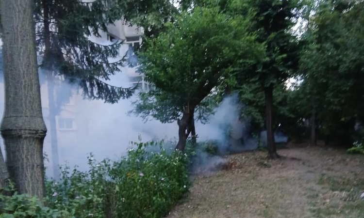 Țânțarii au făcut „legea” la Ploiești în această vară. Primăria recunoaște: tratamentele au fost prea puține la începutul sezonului, din lipsă de buget!