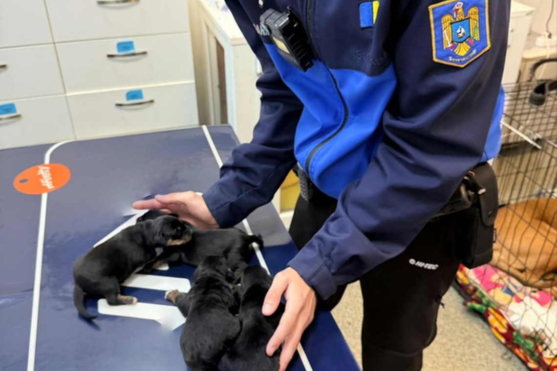 Patru cățeluși, abandonați într-o cutie pe DN1, la Sinaia. Jandarmii le-au dat ajutor