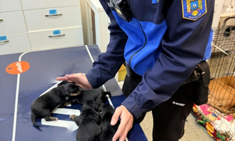 Patru cățeluși, abandonați într-o cutie pe DN1, la Sinaia. Jandarmii le-au dat ajutor