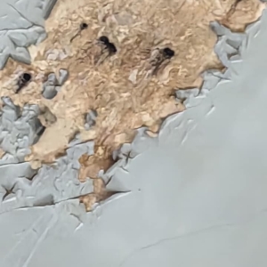garasinaia6