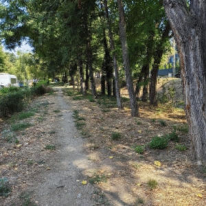 dambu1